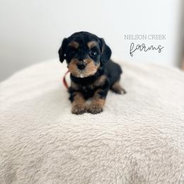 Cheddar - Black & tan tri-color female Maltipoo puppy in Huntsville, Texas from Nelson Creek Farms