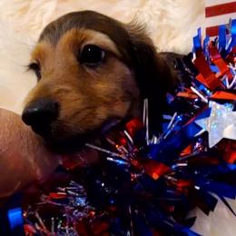 Jesse - Sable male Dachshund puppy in Waynesboro, Tennessee from Owl Hollow Farm Miniature Dachshunds