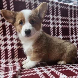Girl 3 - female Pembroke Welsh Corgi puppy in Castle Rock, Washington from Heckman Corgis