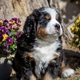 Bernese Mountain Dogs from North Star's Bernese Mountain Dogs
