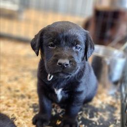 Yellow Collar Male - Black male Labrador Retriever puppy in Yelm, Washington from Prince Labradors