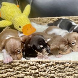 Dachshunds from Valentina's  mini Dachshunds