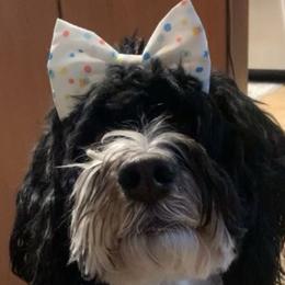 Sophie - Bernedoodle