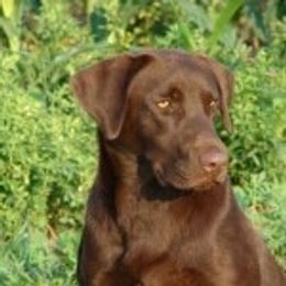 Buddy - Labrador Retriever