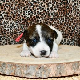 Goldie - White and tan female Russell Terrier puppy in Viper, Kentucky from Mountain Top