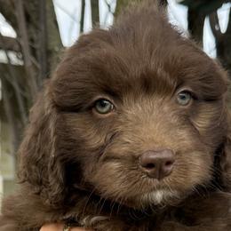 Aussiedoodles and Golden Aussiedoodles from Dollface Aussies