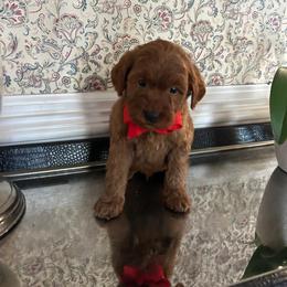 Samuel - Red  male Goldendoodle puppy in Mint Hill, North Carolina from DoodleForever
