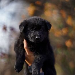 Brew - Black female German Shepherd puppy in Knowlton Township, New Jersey from Augenblick Kennels