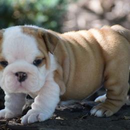Halo - Red and white female Bulldog puppy in Bradleyville, Missouri from HurstBulldogs
