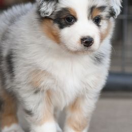 Australian Shepherds from Vaquero Ranch Stock - VRS Aussies