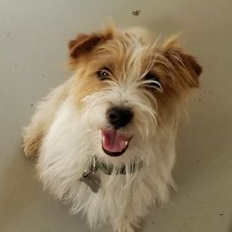 Russell Terriers from JRS Russells