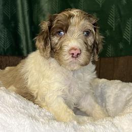 Tan collar boy - male Newfypoo puppy in Fairfield, California from Twin Sisters Doodles