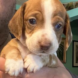 Dachshund Puppies from Witchy Woman’s Wiener’s