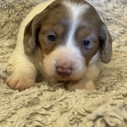 Dachshund Puppies from JK Kennel