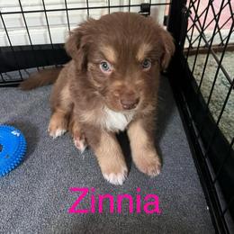 Zinnia (Magenta) - Red tri-color female Australian Shepherd puppy in Rochester, Pennsylvania from Aussie Odyssey