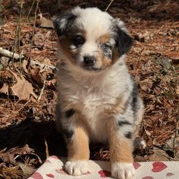 Tinsley- BMF - Blue merle female Australian Shepherd puppy in Nacogdoches, Texas from TK Standard, Mini, & Toy Aussies