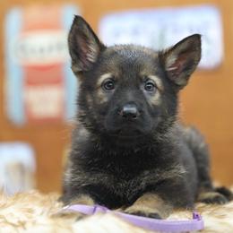 Purple collar - Sable female German Shepherd puppy in Philippi, West Virginia from Vom Haus Highlands
