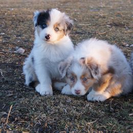 Australian Shepherds from Saddlerock Australian Shepherds