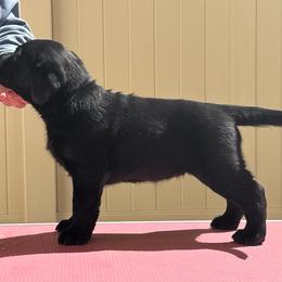 Pink girl - Black female Labrador Retriever puppy in Menifee, California from The Golden Leash Kennels