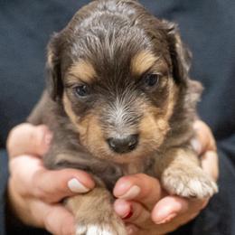 Miniature American Shepherd puppies from Nelson's Aussies and Aussiedoodles