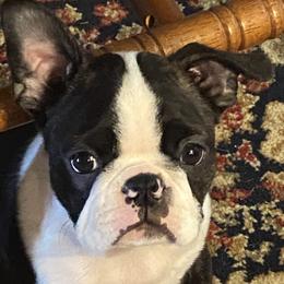 Boston Terrier Puppies from Wagtime Boston Terriers