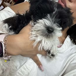 Miniature Schnauzer Puppies from Black Star Farm