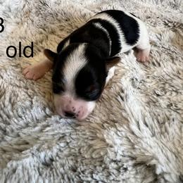 Girl 3 - Black tan and white female Biewer Terrier puppy in Chester, South Carolina from Classic Biewers