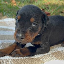 Atlas - Black and rust male Doberman Pinscher puppy in Toney, Alabama from Bhon Mhuir Dobermanns