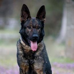 Annabelle Asteiwa - Sable female German Shepherd puppy in Ratcliff, Arkansas from Ridgeline Shepherds