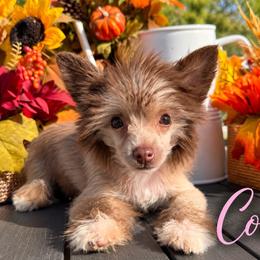 Coco - Chocolate female Chinese Crested puppy in Crook, Colorado from Colorado Cresteds