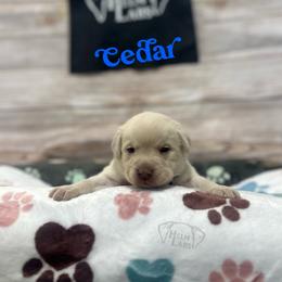 Cedar - Champagne male Dilute Retriever puppy in Forest City, Iowa from Helm Labs