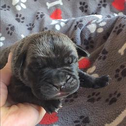 Boss - Black brindle male Cane Corso puppy in Nashville, Tennessee from PrestigiousK9