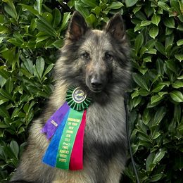 Critter - Belgian Tervuren