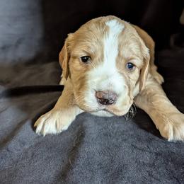 Working home needed Fenloch Yarrow - Golden male English Cocker Spaniel puppy in Phillips, Nebraska from Fenloch Gundogs