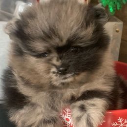Cole - Blue parti Pomeranian puppy in Colton, Oregon from Shelli’s Pampered Poms