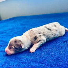Cupid - Red merle male Australian Shepherd puppy in Williston, Florida from Over The Rainbow Aussies