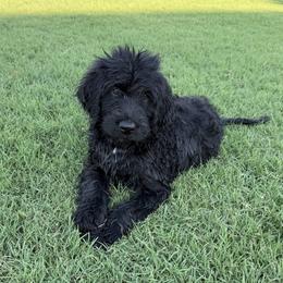 Theodore - Black male Assorted Doodle Crosses puppy in Coweta, Oklahoma from Storybook Doodles