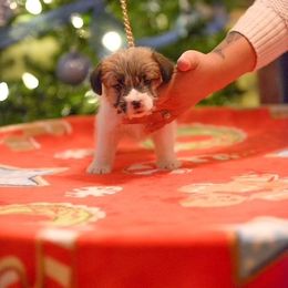 Russell Terrier Puppies from Oak Creek Jacks