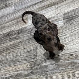 Pearl - Dapple female Dachshund puppy in Waycross, Georgia from Southern Paws