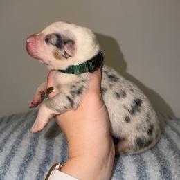 Alfredo - Blue merle male Australian Shepherd puppy in Anniston, Alabama from All Hale Aussies