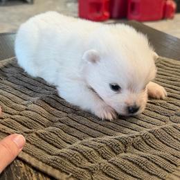Boy 3 - White male American Eskimo Dog puppy in Brookfield, Missouri from Mauzey Eskies