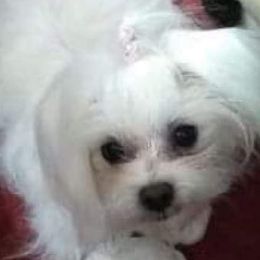 Snow White - Maltese