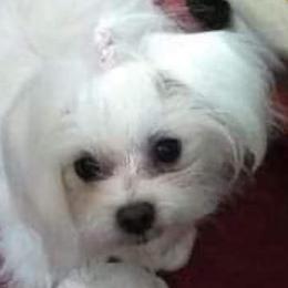 Snow White - Maltese
