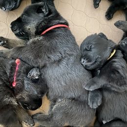 German Shepherd Puppies from Cave Canem German Shepherds