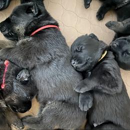 German Shepherd Puppies from Cave Canem German Shepherds