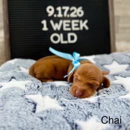 Chai - Red male Dachshund puppy in Goodyear, Arizona from AZ Low Life Doxies