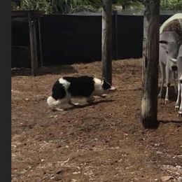 Kalypso - Border Collie