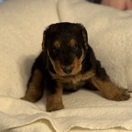 Sam - Black and tan male Airedale Terrier puppy in Thomasville, North Carolina from Beitzel Babies