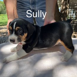 Sully - Black white and tan male Rat Terrier puppy in Gonzales, Texas from Sunshine Deckers