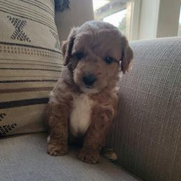 Tucker - Apricot male Goldendoodle puppy in Mayville, Michigan from Guiding Light Doodles